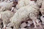 صاعقه سبب تلف شدن ٧٢ راس گوسفند در مهاباد شد