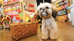 پت شاپ در تبریز